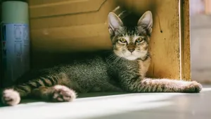 可爱的小猫咪图片_3