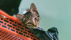 可爱的小猫咪图片_4