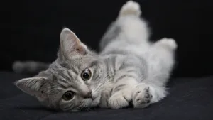 可爱的小猫咪图片_5