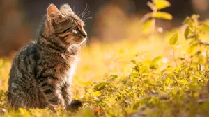 可爱的小猫咪图片_6