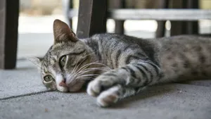 可爱的小猫咪图片_7