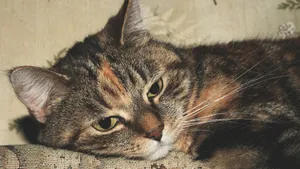 可爱的小猫咪图片_8