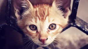 可爱的小猫咪图片_9