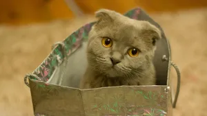 可爱的小猫咪图片_10