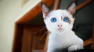 可爱的小猫咪图片_11