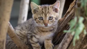 可爱的小猫咪图片_12