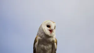 猫头鹰图片大全_4
