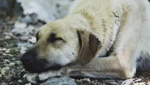 趴着睡觉的狗狗图片_7
