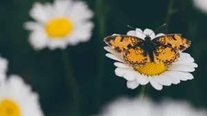 花朵上的蝴蝶图片壁纸_3