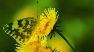 花朵上的蝴蝶图片壁纸_7