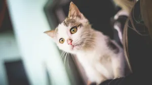 猫科动物猫咪图片_2