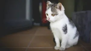 猫科动物猫咪图片_3