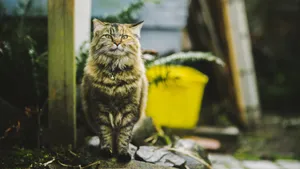 猫科动物猫咪图片_4