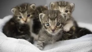 猫科动物猫咪图片_5