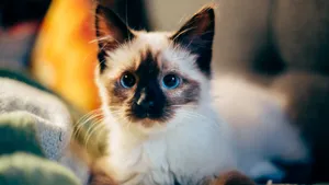 猫科动物猫咪图片_6