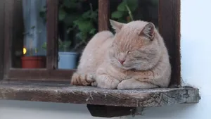 猫科动物猫咪图片_7