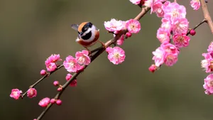 红头长尾山雀图片_3