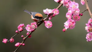 红头长尾山雀图片_4