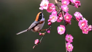 红头长尾山雀图片_5