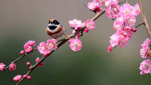 红头长尾山雀图片_7