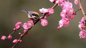 红头长尾山雀图片_11