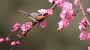 红头长尾山雀图片_12