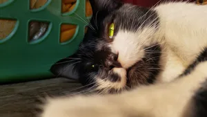 可爱的宠物猫图片_3