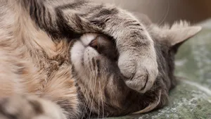 可爱的宠物猫图片_4