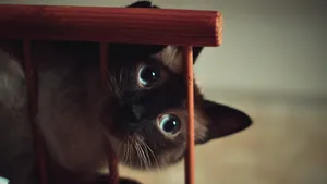 可爱的宠物猫图片_5