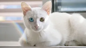 可爱的宠物猫图片_6