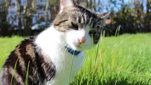 可爱的宠物猫图片_7