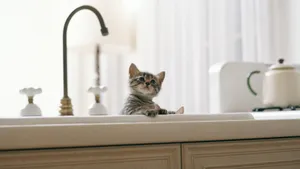萌宠小猫咪图片壁纸_2