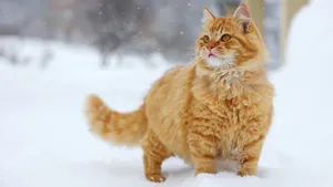 萌宠小猫咪图片壁纸_3