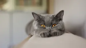 萌宠小猫咪图片壁纸_4
