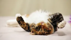 萌宠小猫咪图片壁纸_6
