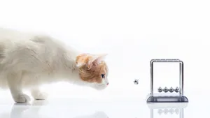萌宠小猫咪图片壁纸_7