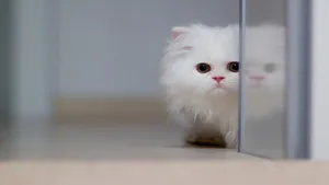 萌宠小猫咪图片壁纸_10