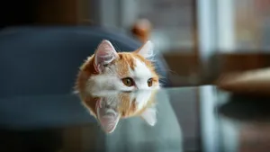 萌宠小猫咪图片壁纸_11
