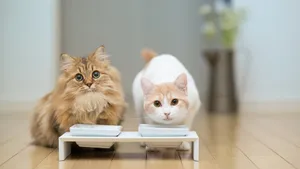 萌宠小猫咪图片壁纸_12