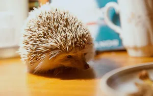小刺猬图片_7