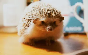 小刺猬图片_8
