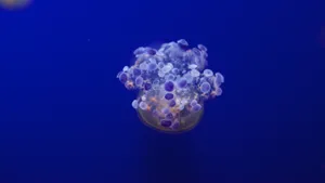 高清水母图片壁纸_2