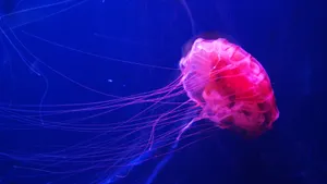 高清水母图片壁纸_3