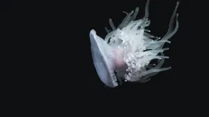 高清水母图片壁纸_4