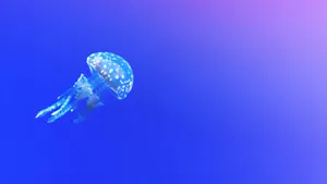 高清水母图片壁纸_6