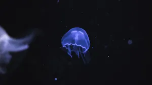 高清水母图片壁纸_7