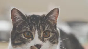 萌宠小猫图片_2