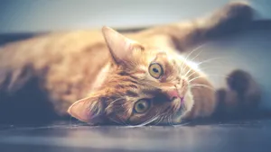 萌宠小猫图片_3