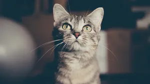 萌宠小猫图片_4