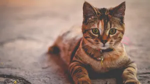 萌宠小猫图片_6